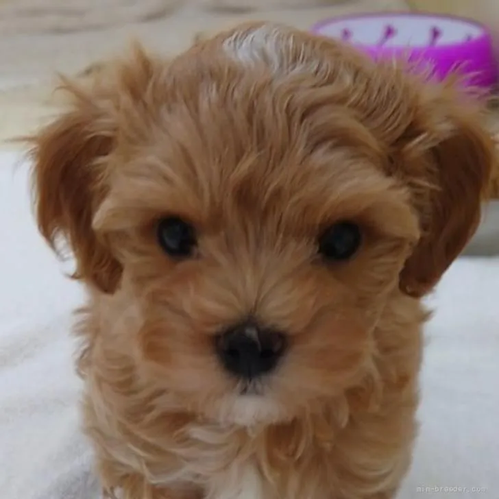 ID:2206-01266の子犬