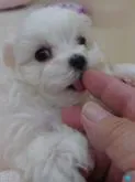 マルチーズ【大阪府・男の子・2022年9月20日・ホワイト】の写真2「2022/11/13　撮影　ハリくん②」