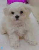 マルチーズ【大阪府・男の子・2022年9月20日・ホワイト】の写真4「2022/11/13　撮影　ハリくん④」