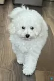 タイニープードル【大阪府・男の子・2024年8月13日・ホワイト】の写真5「2024/10/18　撮影　おからくん⑤」