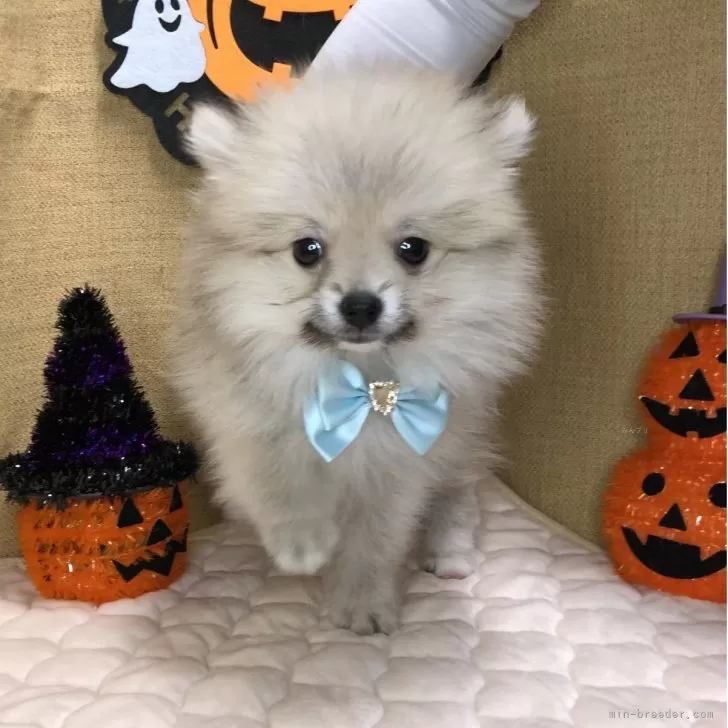 A.U 様のお迎えした子犬