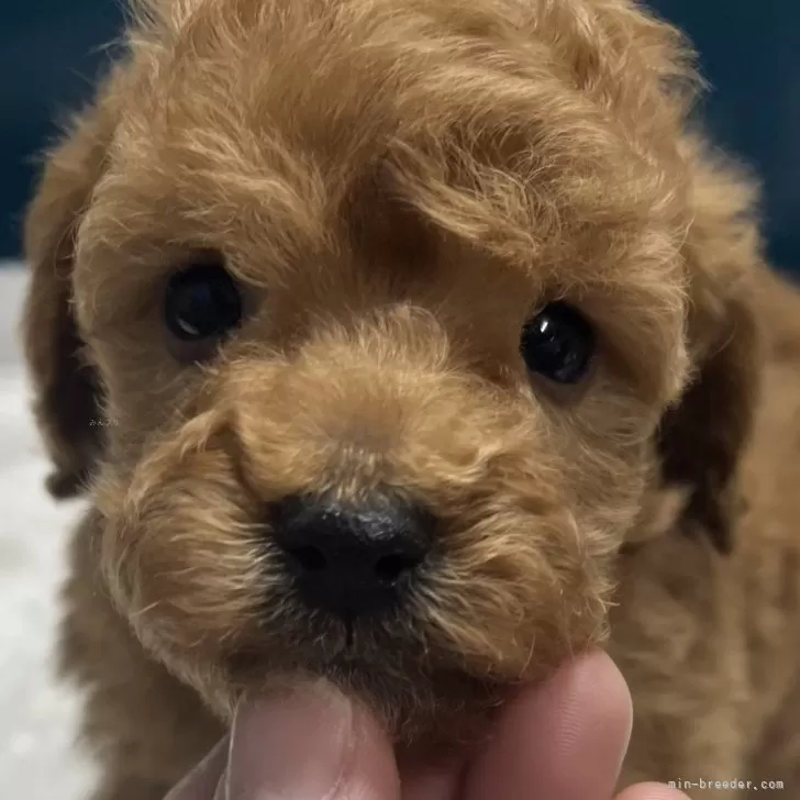 ID：2502-03330の子犬