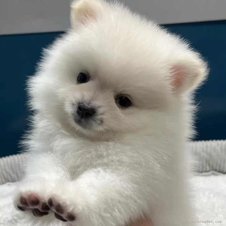 ID：2503-04818の子犬