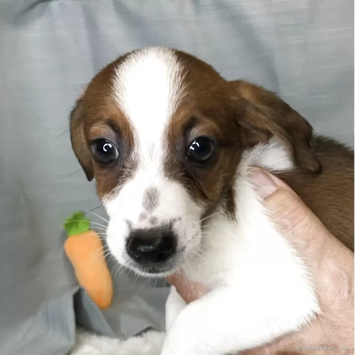 ID：2506-00647の子犬