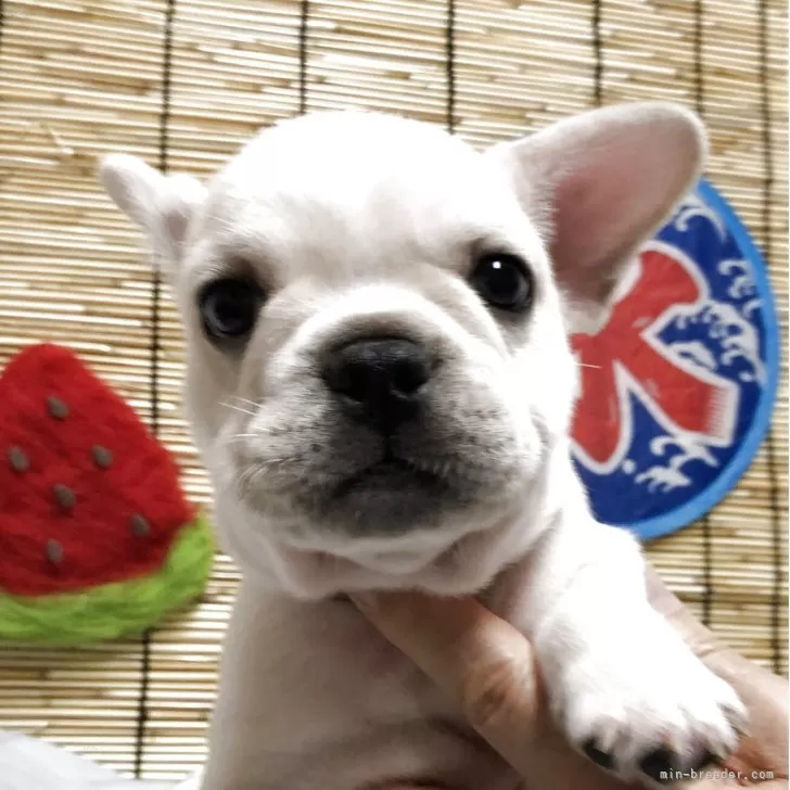 ID:2507-04343の子犬