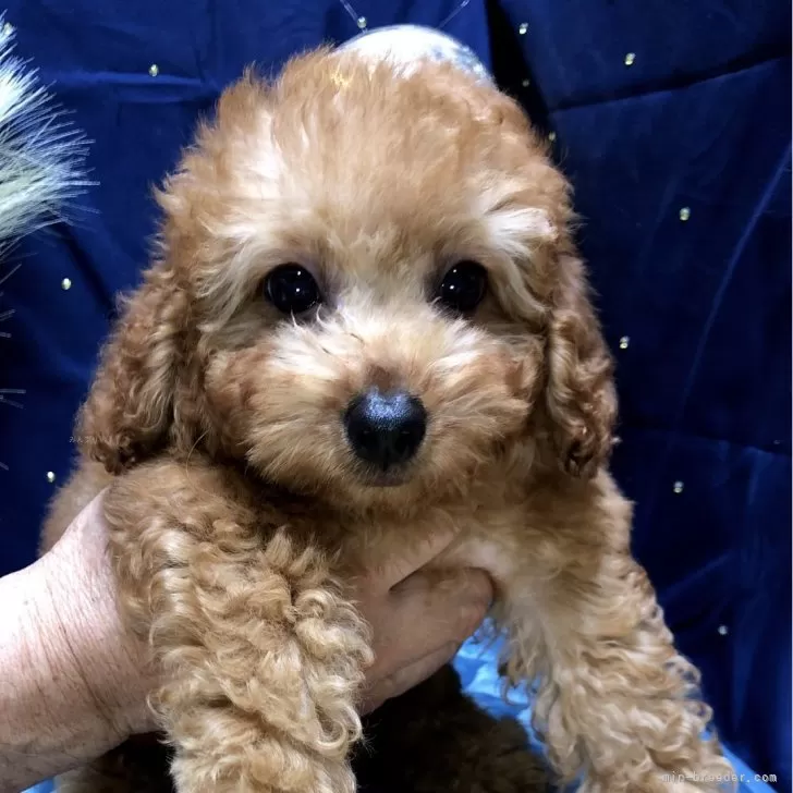 M.I 様のお迎えした子犬