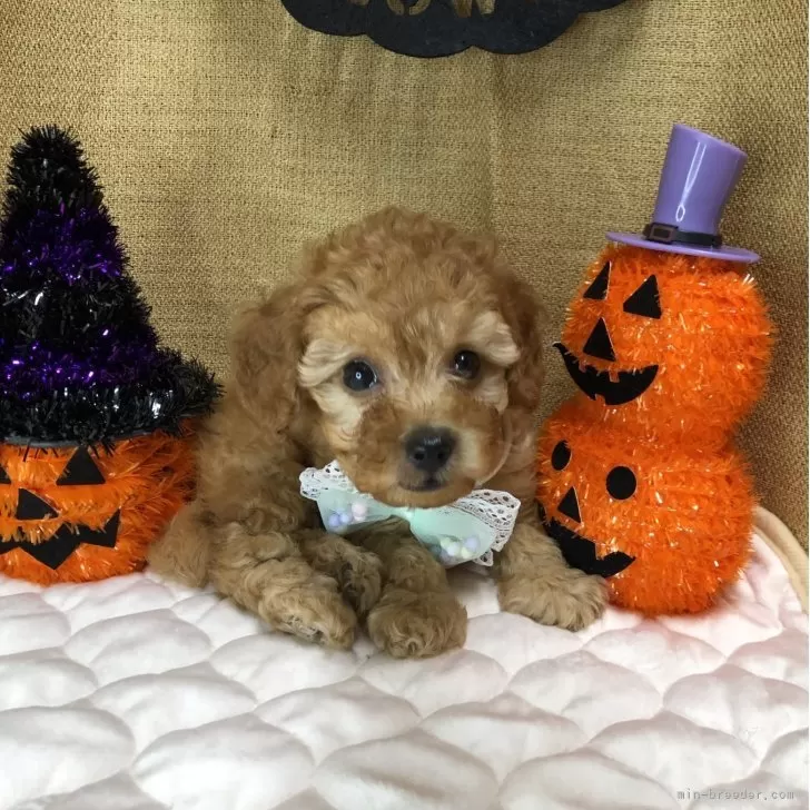 ID：2510-02900の子犬