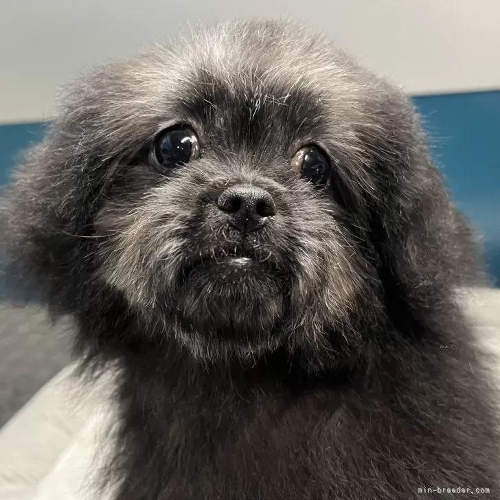 ID：2503-05307の子犬