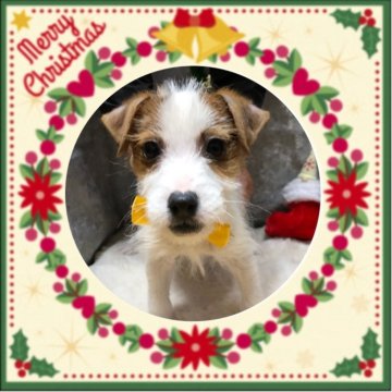 ジャックラッセルテリア【静岡県・男の子・2025年8月21日・タン&ホワイト】の写真「🎄茂川サンタからの贈り物🎁」