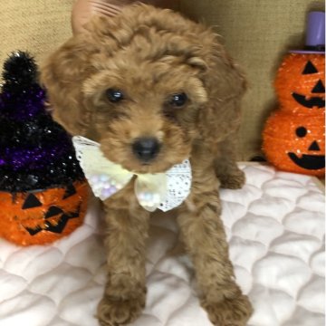 トイプードル(トイ)【静岡県・女の子・2025年8月18日・レッド】の写真「🎃おチビなヤンチャさん❣️🍁」
