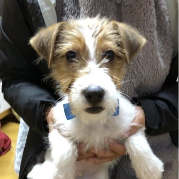 ジャックラッセルテリア【静岡県・男の子・2025年8月21日・タン&ホワイト】の写真「🎄クリスマスフェア🎁元気いっぱいヤンチャくん⛄️」