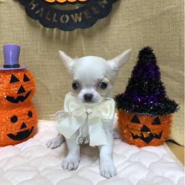 チワワ(ロング)【静岡県・女の子・2025年8月27日・クリーム&ホワイト】の写真「🎃お目々クリクリおチビちゃん🍁」