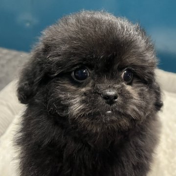 ペキプー(トイプードル×ペキニーズ)【静岡県・男の子・2025年1月15日・ブラック】の写真「ブラックのペキプーちゃんは珍しいですよー🐶」