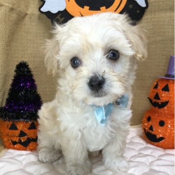 マルプー(マルチーズ×トイプードル)【静岡県・男の子・2025年8月18日・クリーム】の写真「🎃モフモフ優しいお顔の男の子🍁」
