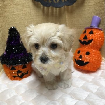 マルプー(マルチーズ×トイプードル)【静岡県・女の子・2025年8月13日・クリーム】の写真「🎃ふわモコ美人さん🍁」
