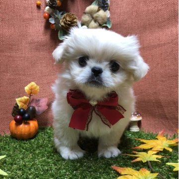 ペキニーズ【静岡県・女の子・2025年9月16日・ホワイト】の写真「🍁おとなしめなカワイ子ちゃん🐾」