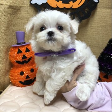 マルチーズ【静岡県・男の子・2025年9月3日・ホワイト】の写真「🎃ヤンチャな甘えん坊くん🍁」