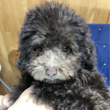 トイプードル(トイ)【静岡県・男の子・2025年6月30日・ブラウン】の写真「🍁元気いっぱいレアカラーの男の子🩵」