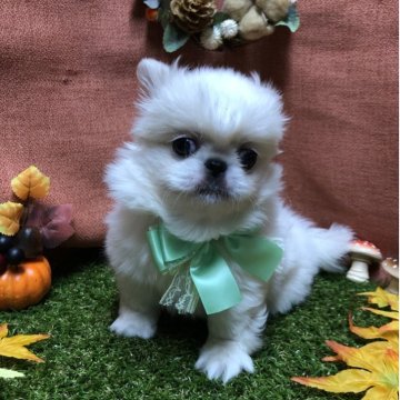 ペキニーズ【静岡県・女の子・2025年9月16日・ホワイト】の写真「🍁おチビなカワイ子ちゃん🐾」
