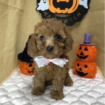 トイプードル(トイ)【静岡県・女の子・2025年8月18日・レッド】の写真「🎃甘えん坊のプリティちゃん🍁」