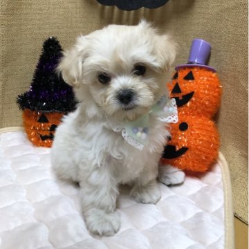 マルプー(マルチーズ×トイプードル)【静岡県・女の子・2025年8月13日・クリーム】の写真「🎃ふわモコ可愛いおチビちゃん🍁」
