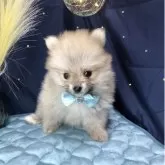 ポメラニアン