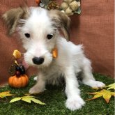 ジャックラッセルテリア