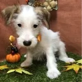 ジャックラッセルテリア