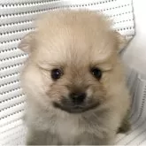 ポメラニアン