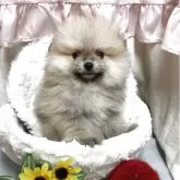 ポメラニアン