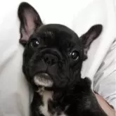 フレンチブルドッグ