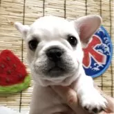 フレンチブルドッグ