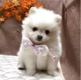ポメラニアン
