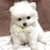 ポメラニアン