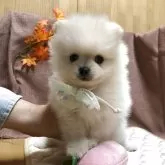 ポメラニアン