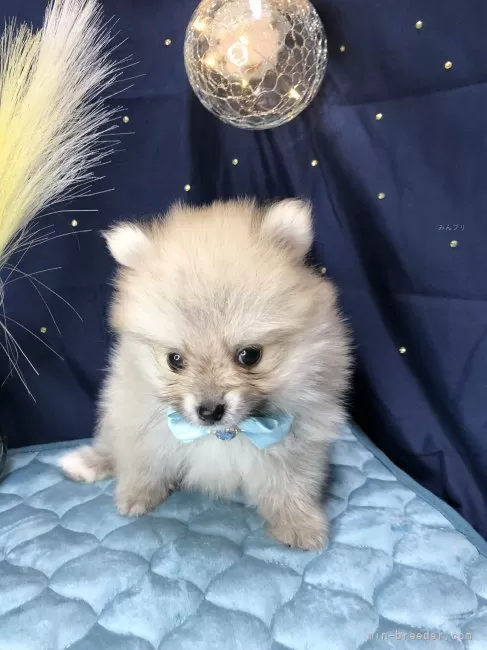 犬っころさま専用 楽天市場】犬 中型犬 スリング 抱っこ紐 秋 冬 ドッグ スリング