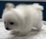 ポメラニアン【静岡県・女の子・2025年1月22日・ホワイト】の写真10