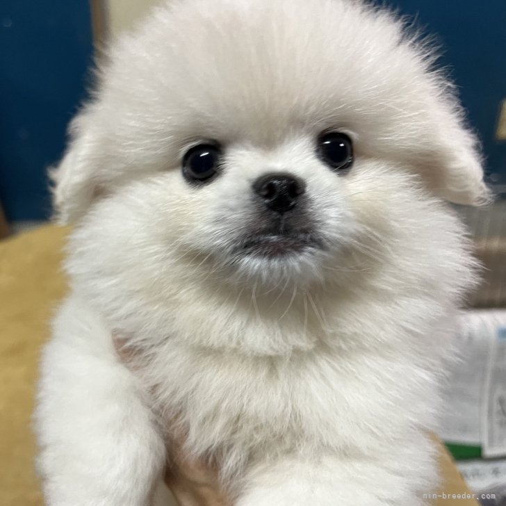 ミックス(ポメラニアン×ペキニーズ)【静岡県・男の子・2024年6月4日