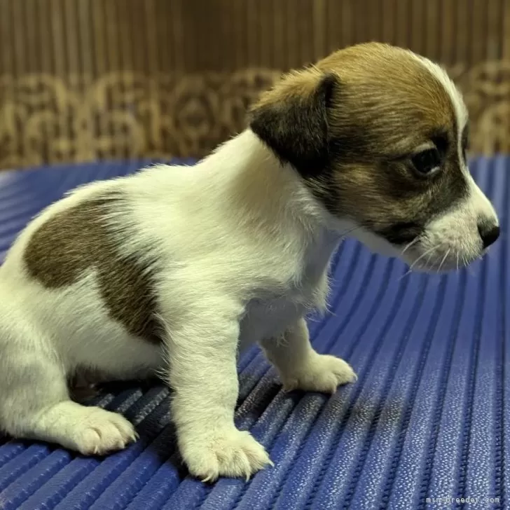 のんのん 様のお迎えした子犬