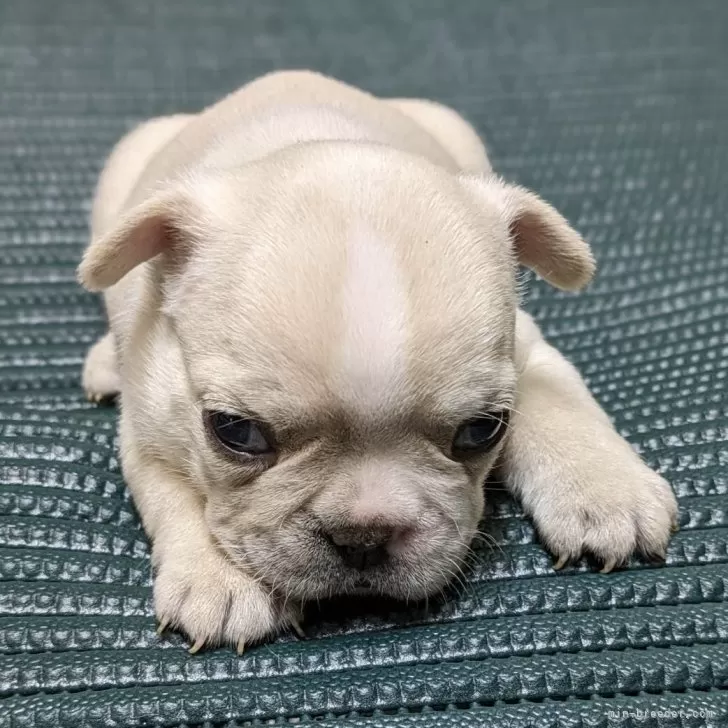 Y.H 様のお迎えした子犬