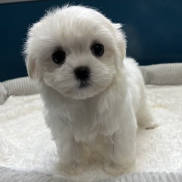マルチーズ【静岡県・女の子・2024年8月6日・ホワイト】の写真「癒し系わんこNo.ワン‼️🐶」