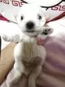 ウエストハイランドホワイトテリア【埼玉県・男の子・2025年7月14日・ホワイト】の写真13