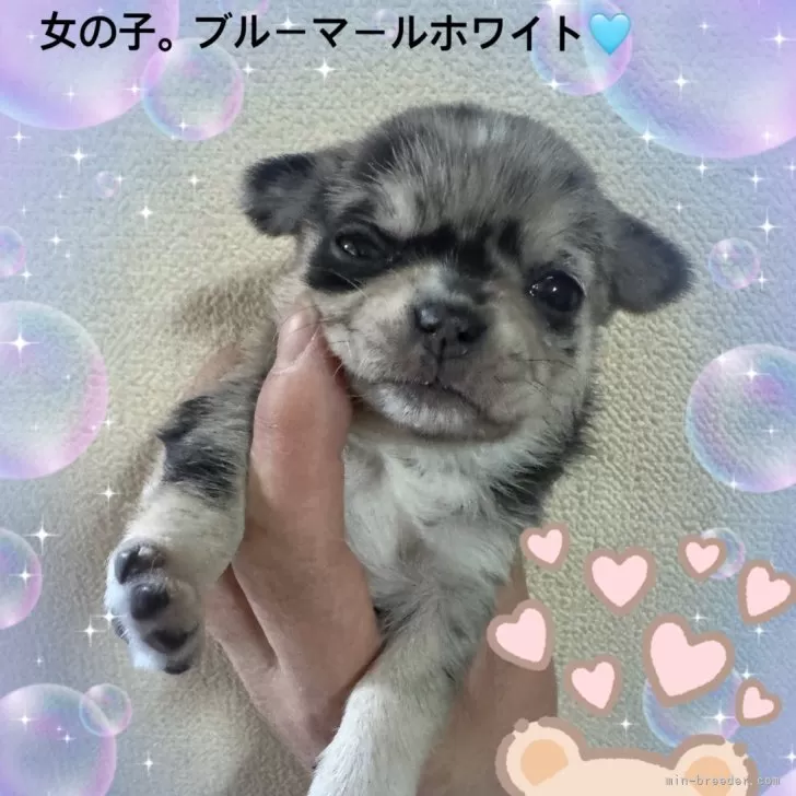 ID：2503-00679の子犬