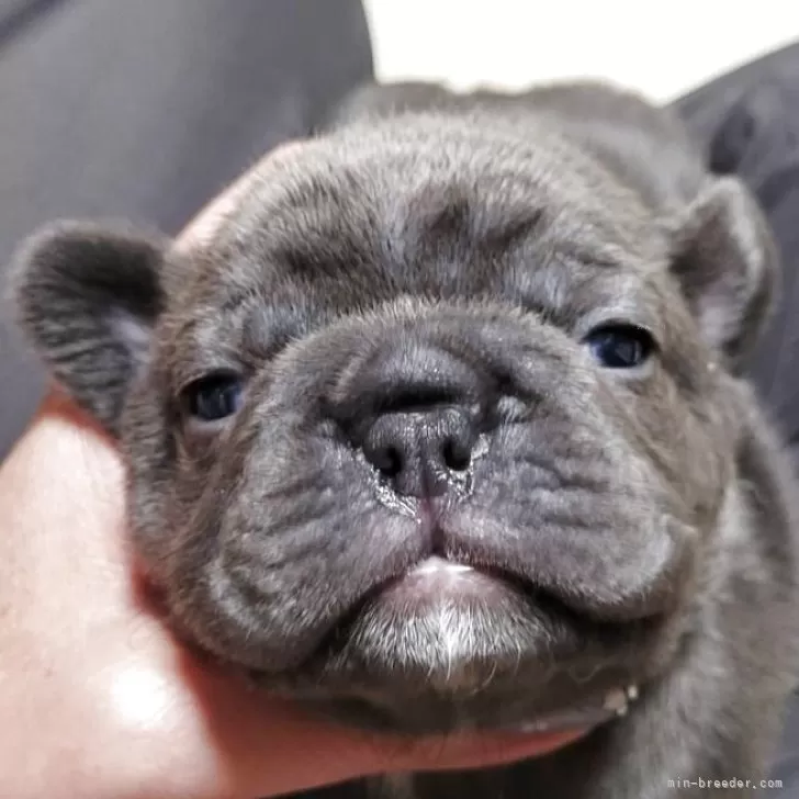 フレンチブルドッグ【埼玉県・女の子・2025年10月7日・ブルー】の写真1「ブルー🩵🍀*゜」