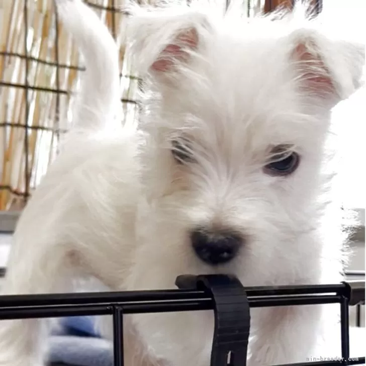 ID：2508-02453の子犬