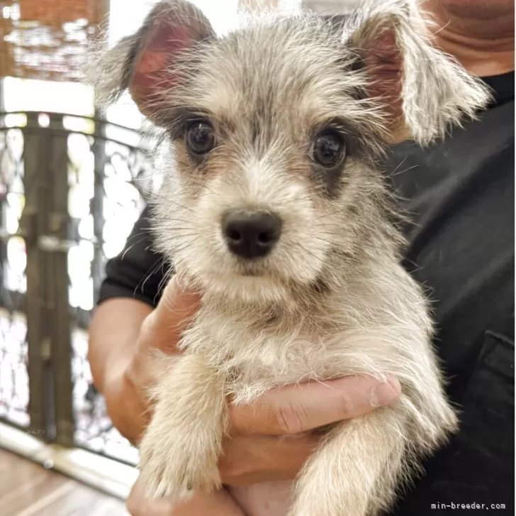 ID：2506-08134の子犬