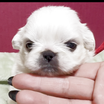 ペキニーズ【埼玉県・女の子・2025年10月9日・ホワイト】の写真「モフモフちゃん赤リボン^_^」