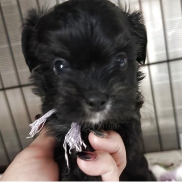 ミックス(チワワ×ミックス、ちわぷー)【埼玉県・女の子・2025年9月14日・ブラックホワイト】の写真「可愛い😍紫リボン🟣ちゃん」