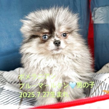 ポメラニアン【埼玉県・男の子・2025年7月27日・ブルーマールタン】の写真「レアカラー🩵🩷ブルーマールタンです。^_^」