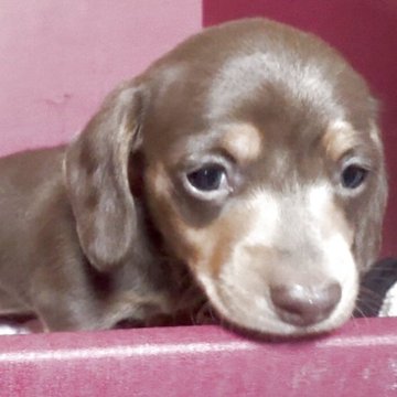 ミニチュアダックスフンド(スムース)【埼玉県・女の子・2025年12月16日・イザベラかチョコタンのどちらかになります。】の写真「期間限定❣️肌触りとても良いです。2/11まで」